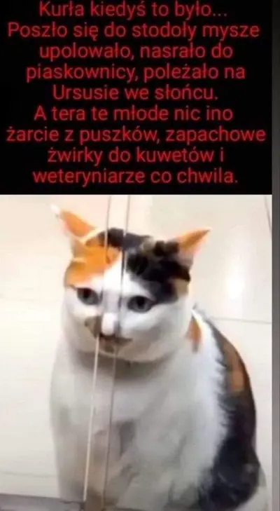 Media thumbnail