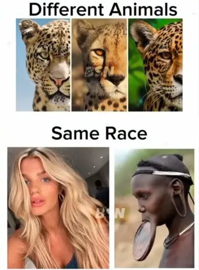 Media